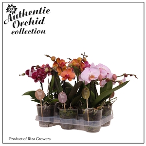 Phalaenopsis Spirit Mix 2 spike - 12cm | Authentic