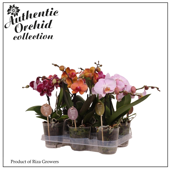 <h4>Phalaenopsis Spirit Mix 2 spike - 12cm | Authentic</h4>