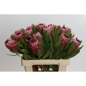 Protea Pink Ice