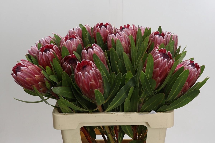 <h4>Protea Pink Ice</h4>