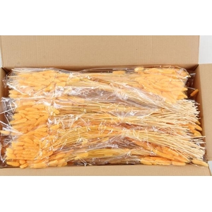 DF Lagurus Bs 50g/70cm Appricot