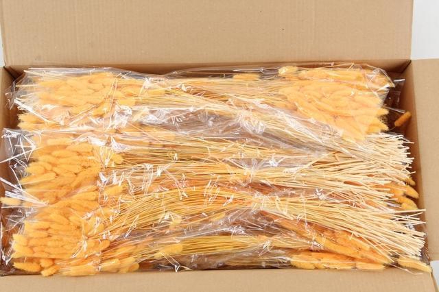 <h4>DF Lagurus Bs 50g/70cm Appricot</h4>