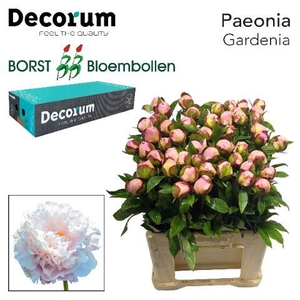 PAEO L GARDENIA 828
