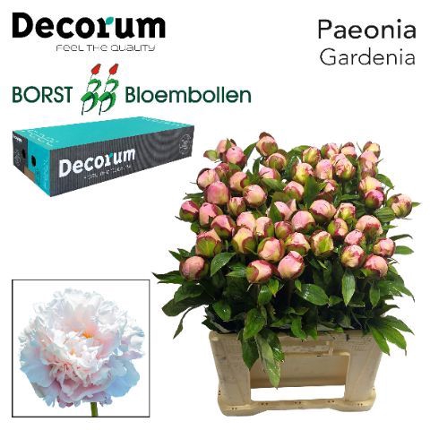 <h4>PAEO L GARDENIA 828</h4>