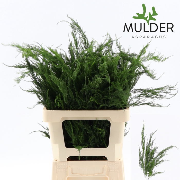 <h4>ASP S PYRAMIDALIS Asparagus Pyramidalis</h4>