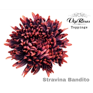 CHR G STRAVINA BANDITO