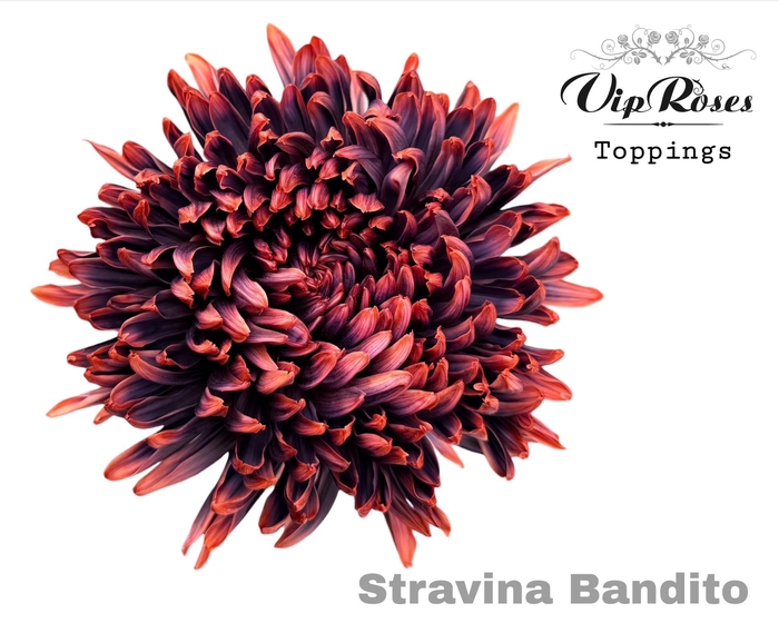 <h4>CHR G STRAVINA BANDITO</h4>