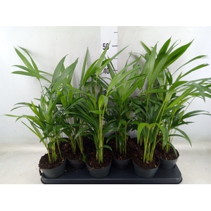Dypsis lutescens   ...Chrysalidoca