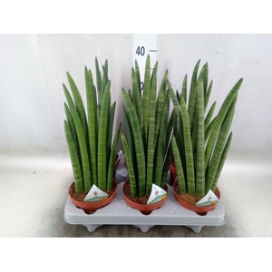 Sansevieria   ...