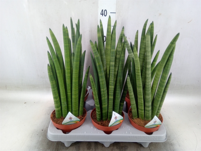 <h4>Sansevieria   ...</h4>