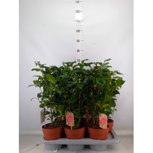 Camellia japonica 'Dr King'