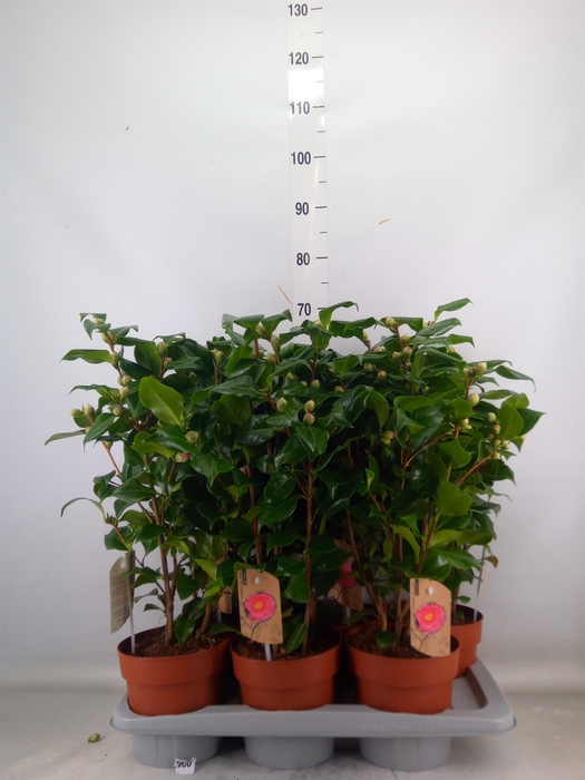 <h4>Camellia japonica 'Dr King'</h4>