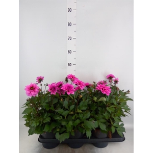 Dahlia DE 'XXL Aztec'   ...patio