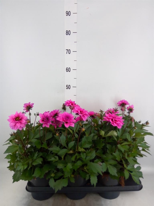 <h4>Dahlia DE 'XXL Aztec'   ...patio</h4>