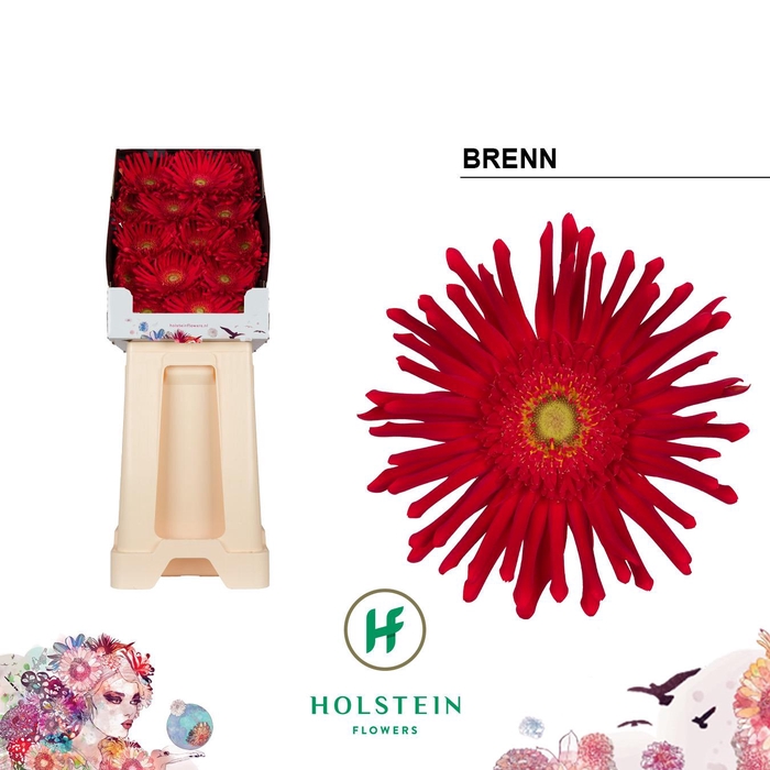 <h4>Ge Kv Gerpasta Brenn</h4>