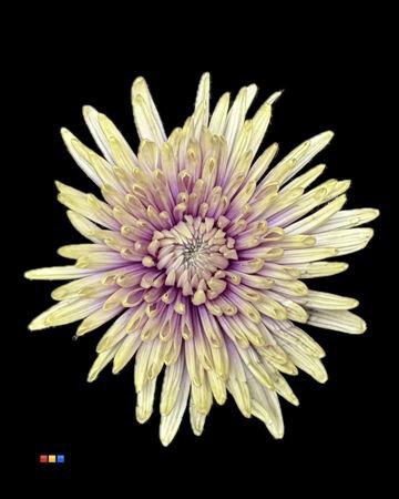 <h4>Chr G Topspin Purple Fresh</h4>