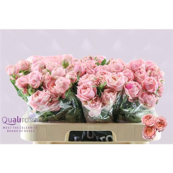 <h4>R Tr Julietta</h4>