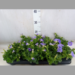 Petunia  'Surfinia Sky Blue'