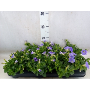 Petunia  'Surfinia Sky Blue'
