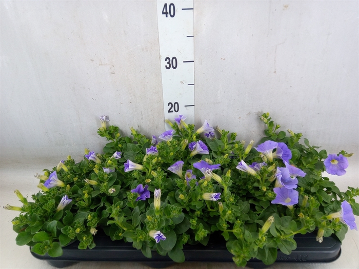 <h4>Petunia  'Surfinia Sky Blue'</h4>