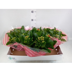 Kalanchoe blos.   ..rosebud mix  4