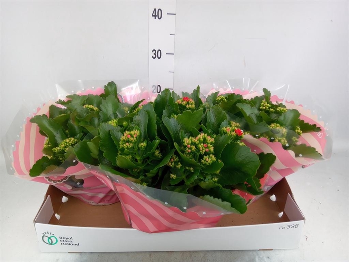<h4>Kalanchoe blos.   ..rosebud mix  4</h4>