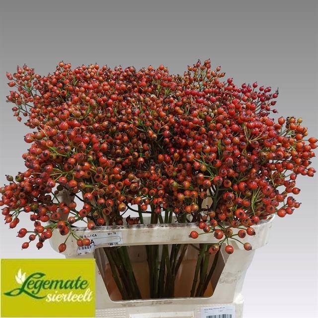 <h4>Rosa Magical Passoa Legemate</h4>