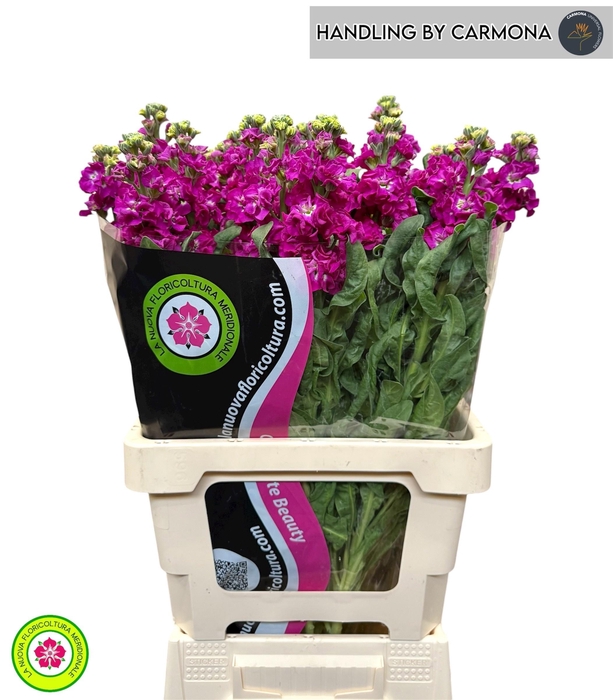 <h4>MATTH IRON ROSE</h4>