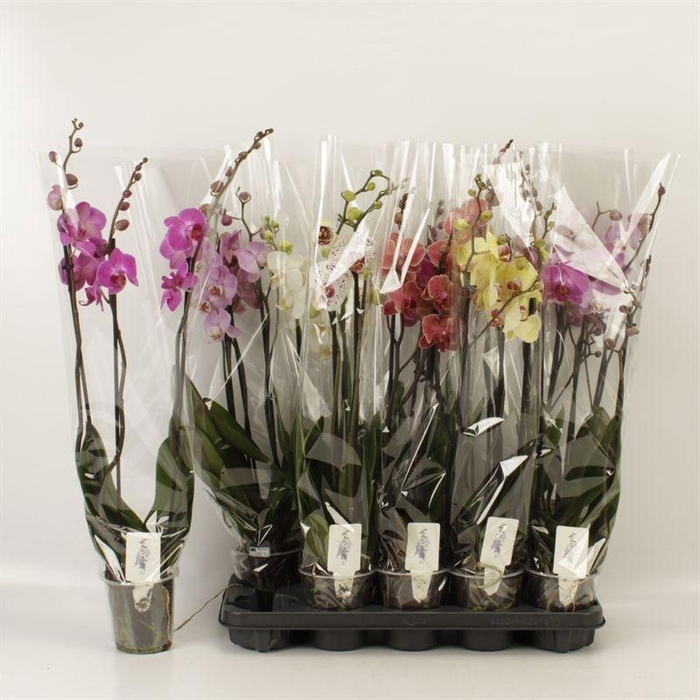 <h4>PHAL GEM 5 KL</h4>