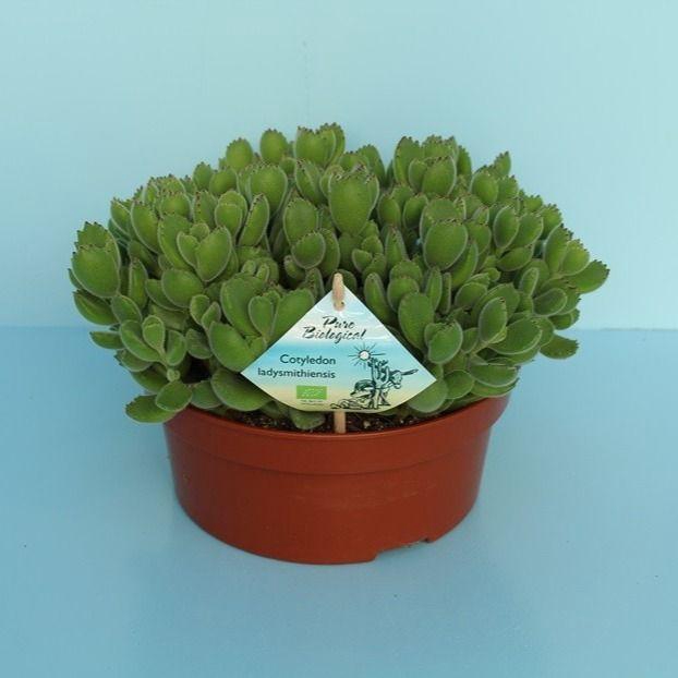 <h4>Bio Cotyledon tomentosa subsp.ladysmithiensis 625-COTY20</h4>