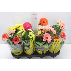 GERBERA P14 MIN 4 FLS