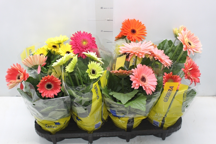 <h4>GERBERA P14 MIN 4 FLS</h4>