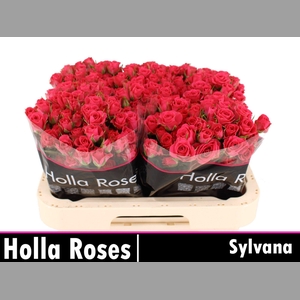 R TR SYLVANA