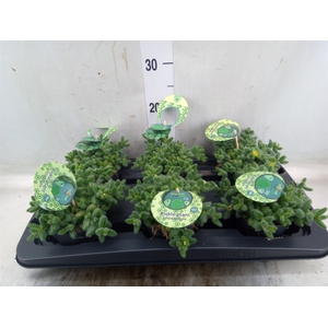 Delosperma echinatum