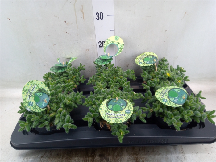 <h4>Delosperma echinatum</h4>