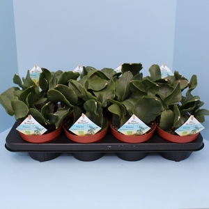 Bio Rhipsalis pachypetera 600-RHIP13