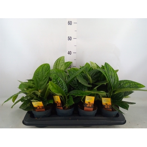 Epipremnum pinn. 'Marble Planet'