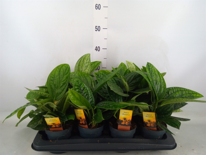 <h4>Epipremnum pinn. 'Marble Planet'</h4>