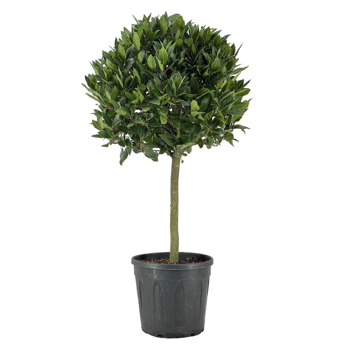 <h4>Laurus nobilis Bol op stam</h4>