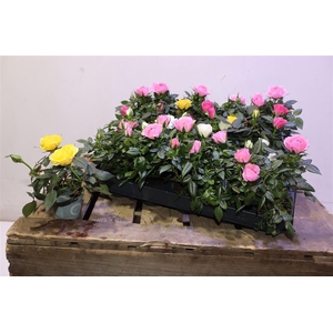 Ro Kordana Gem 4 Srt