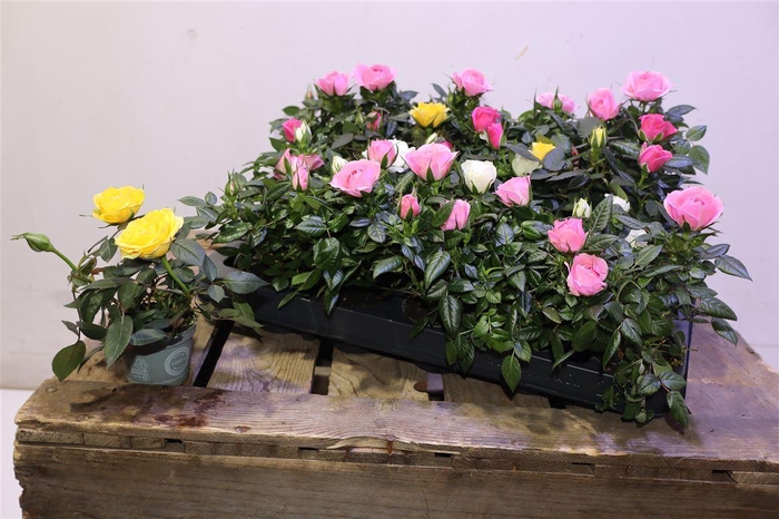 <h4>Ro Kordana Gem 4 Srt</h4>