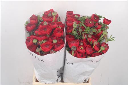 <h4>Ran El. Red Ex</h4>