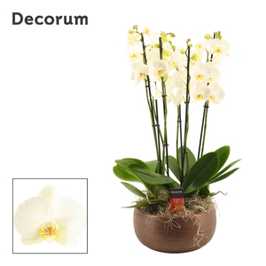 Terra 6 tak symphony white (Deco-collection)