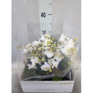 Phalaenopsis multi.   ...white