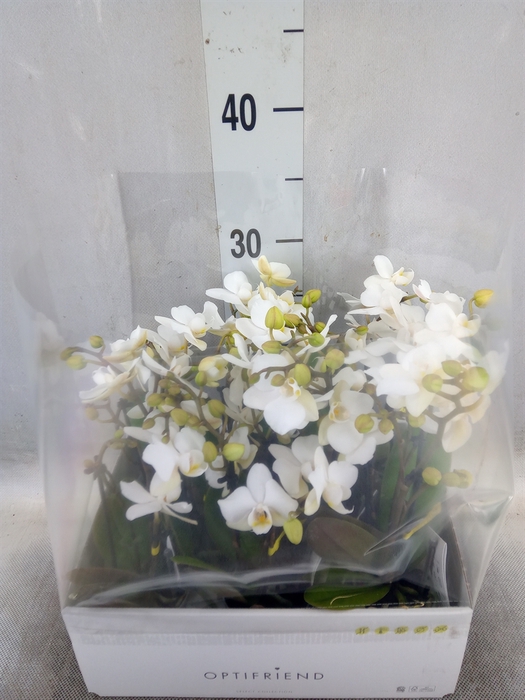 <h4>Phalaenopsis multi.   ...white</h4>