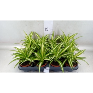 Chlorophytum com. 'Variegatum'