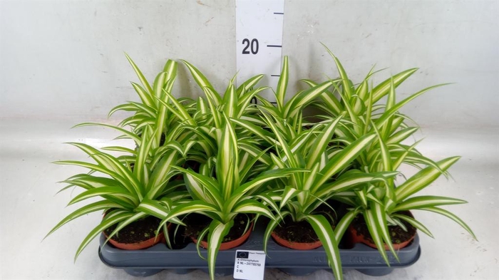 <h4>Chlorophytum com. 'Variegatum'</h4>