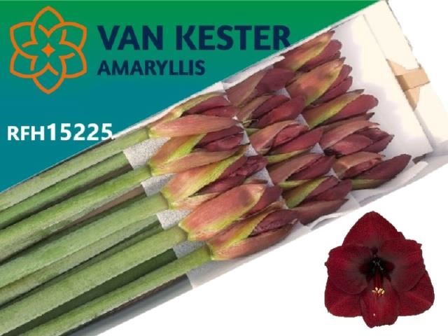 <h4>AMARYLLIS NIGHT FEVER HIPP GA NIGHT</h4>