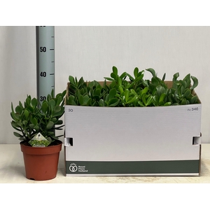 CRASS OVATA