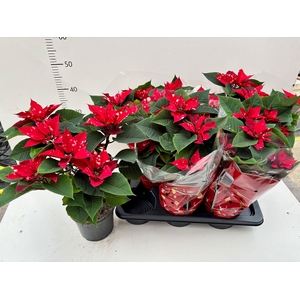 EUPHOR P FANTAS STAR